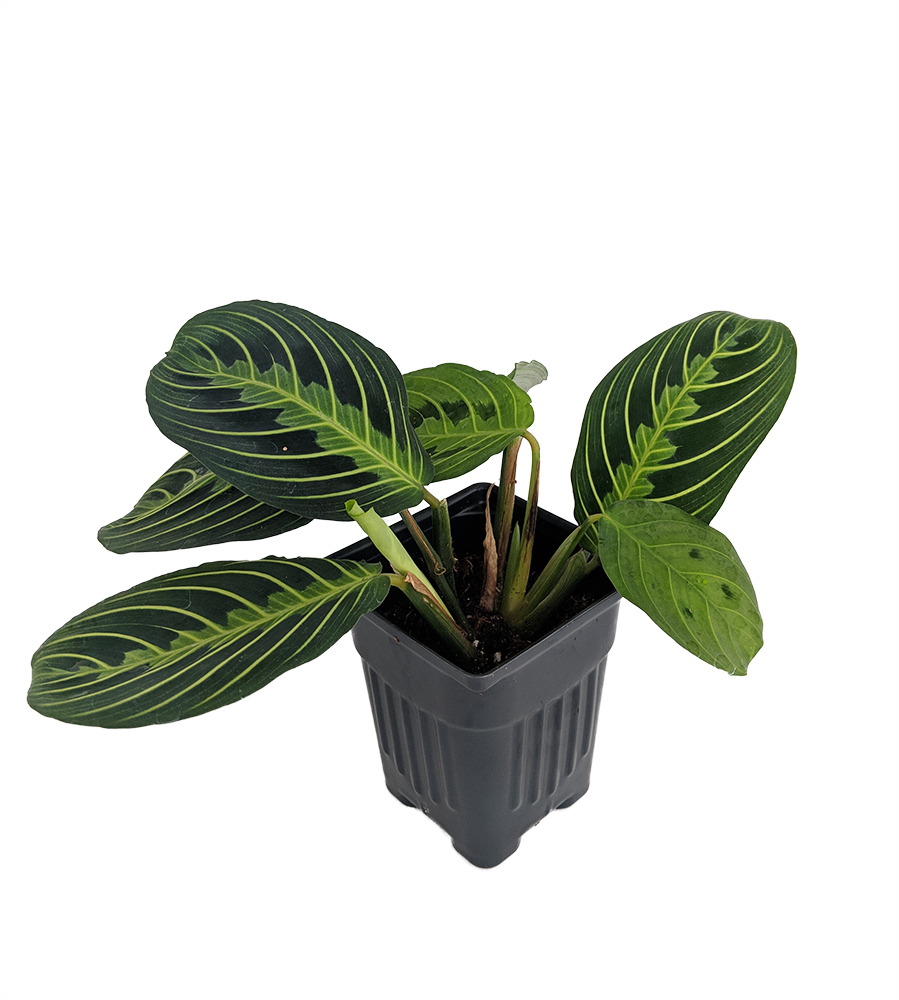 Golden Lemon Prayer Plant - Maranta - 4" Pot - Collector's Series