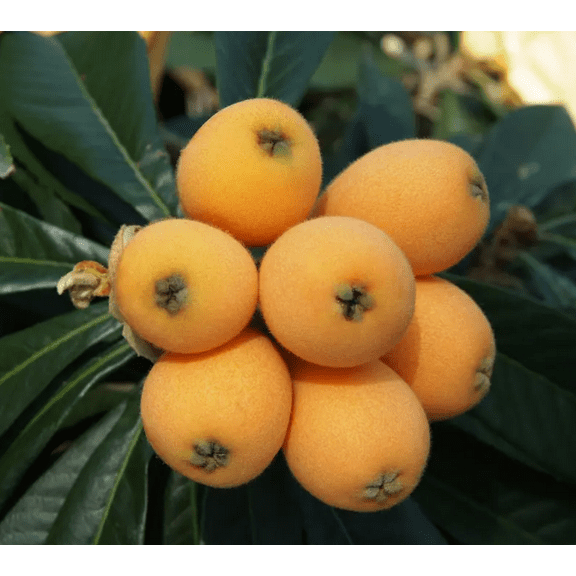 Golden Loquat Plant Live for Planting, Loquat Tree for Outdoor Garden in 3 Inch Pot