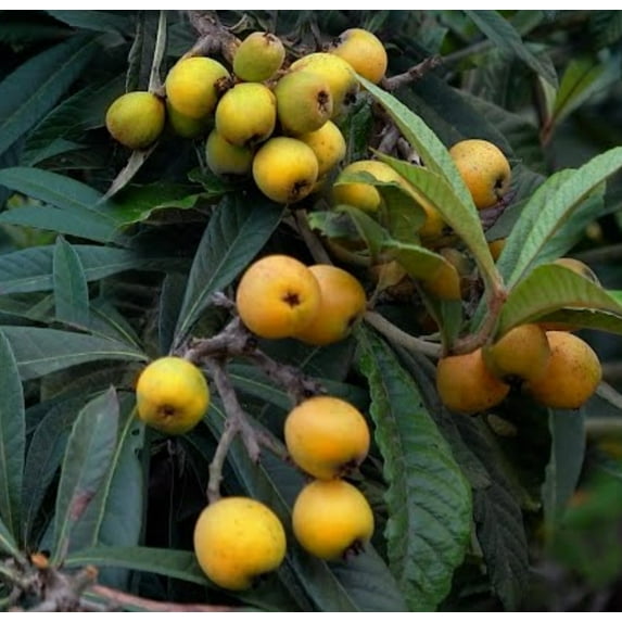 Golden Loquat Tree Plant 6 to 9 Inch Tall in 4 Inch Pot Sweet Loquat Plant Potted Sweet Yellow Loquat Plant Live Tropical Fruit Tree Outdoor Garden
