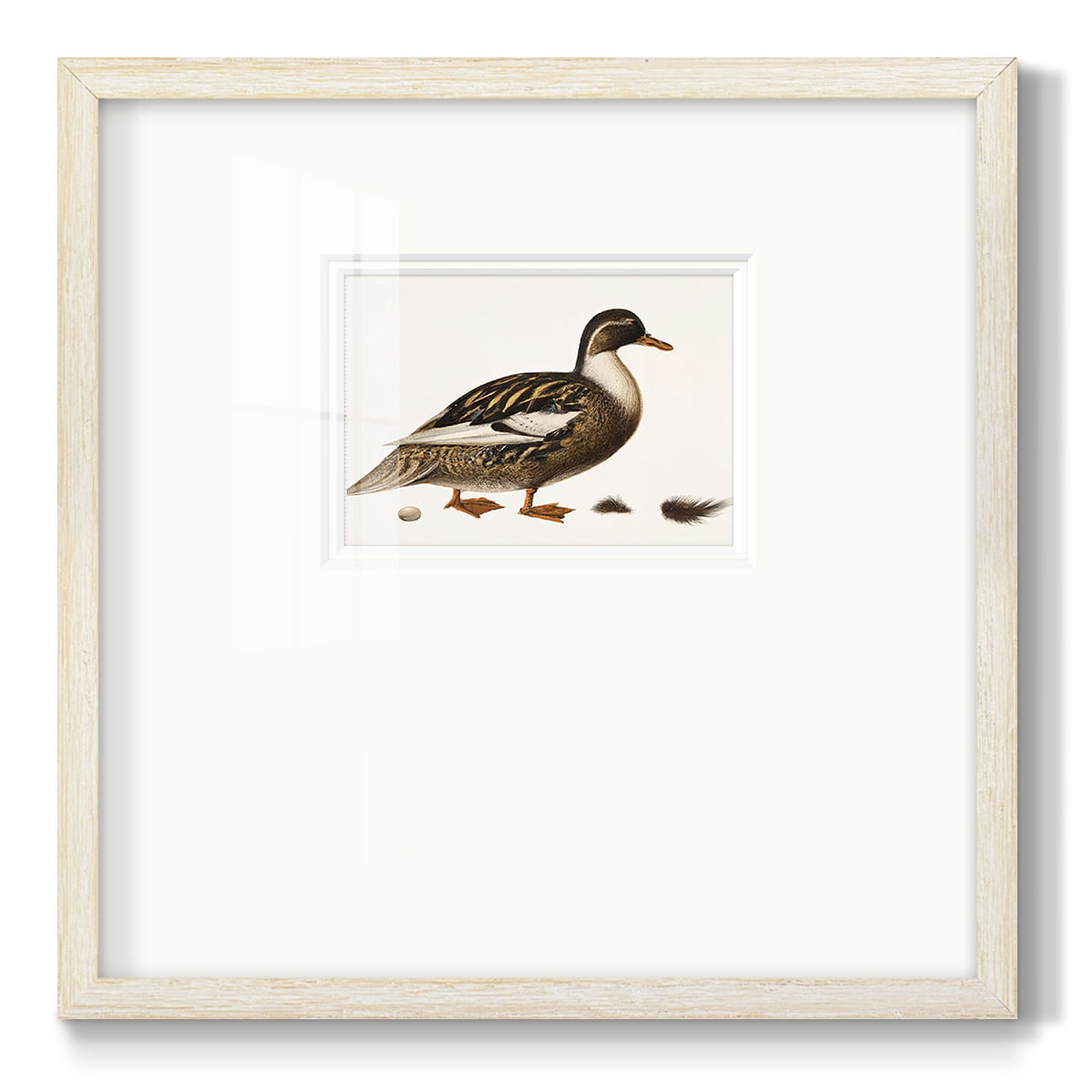 Golden MallardPremium Framed Print