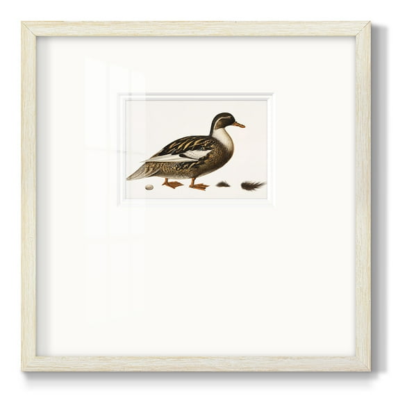 Golden MallardPremium Framed Print