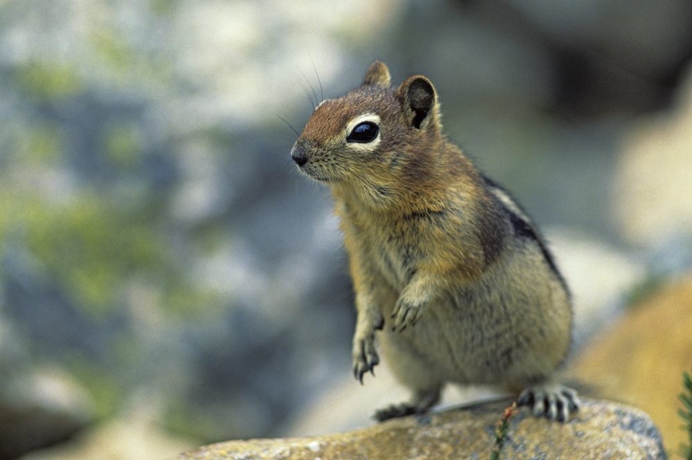 Golden-Mantled Ground Squirrel Banff National Park Alberta Canvas Art - Darwin Wiggett Design Pics (17 x 11)