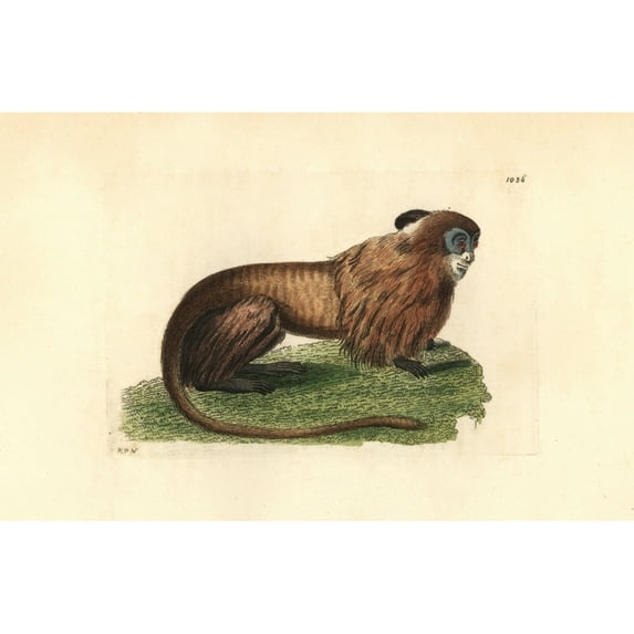 Golden Marmoset Or Lion Tamarin, Leontipithecusa Poster Print By ® Florilegius Mary Evans (24 X 18)