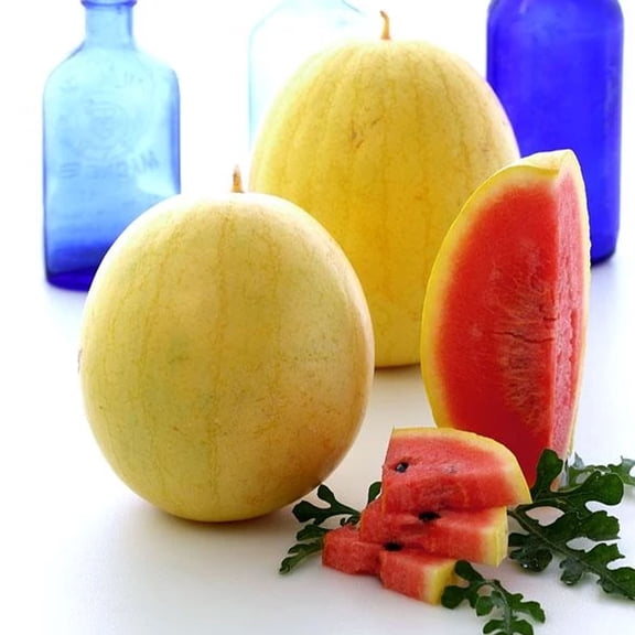 Golden Midget Watermelon Seeds 1 Oz – Organic, Heirloom, Non-GMO—Mini Yellow Skin Melons, Red Flesh—60-70 Days—Open-Pollinated, Heat Tolerant—Citrullus lanatus