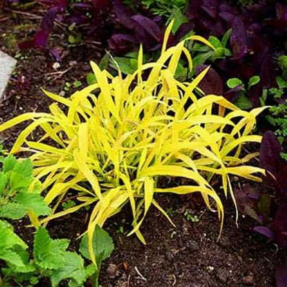 Golden Millet Drought Tolerant Xeriscape Ornamental Grass Plant Seed - 50 Seeds