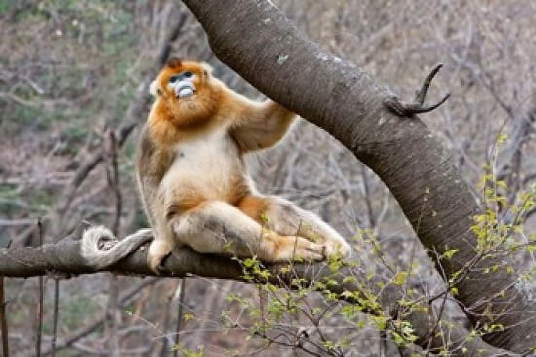 Golden Monkey Qinling Mountains China Canvas Art - Alice Garland DanitaDelimont (26 x 18)