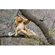 Golden Monkey, Qinling Mountains, China Poster Print by Alice Garland (36 x 24)