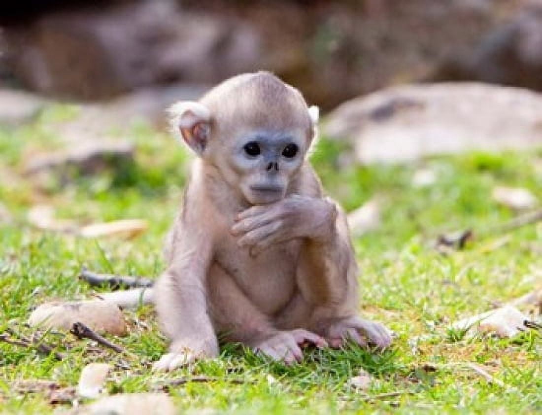 Golden Monkeys China Canvas Art - Alice Garland DanitaDelimont (26 x 20)