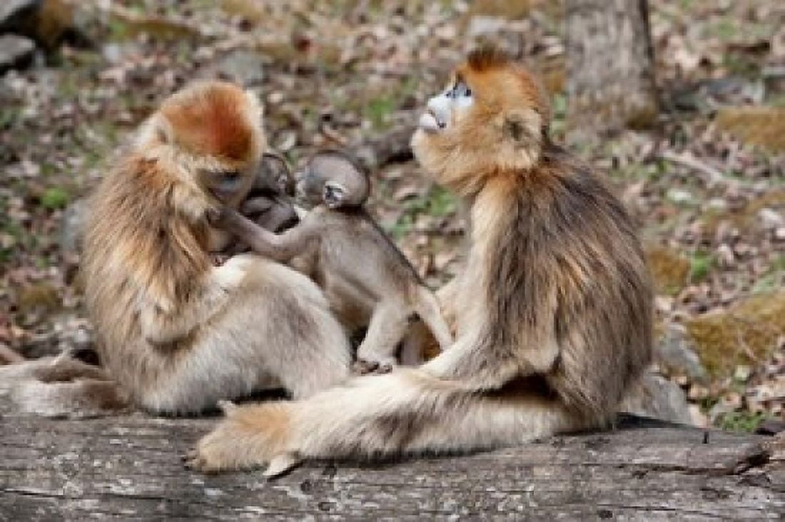 Golden Monkeys with babies Qinling Mountains China Canvas Art - Alice Garland DanitaDelimont (26 x 18)