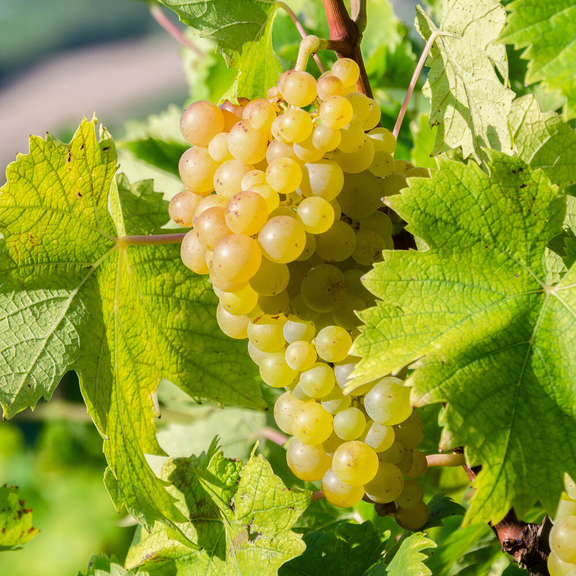 Golden Muscat Grapes Vine, Sweet Grapevine Plant Golden Green Grapevines Plant 7-14"Tall, No Pot