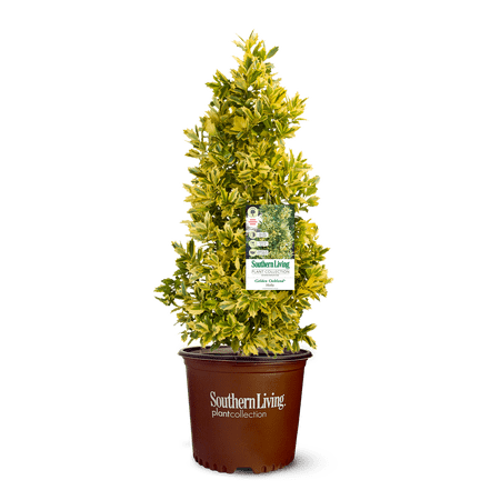Southern Living Golden Oakland Holly Live Shrub in 3-Gallon Grower Pot