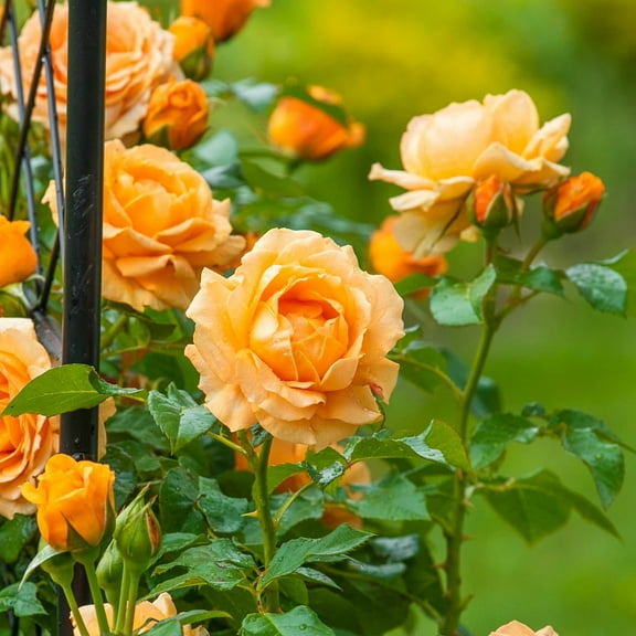 Golden Opportunity Climbing Rose Dormant Bare Root Plant (1-Pack)