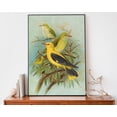 thumbnail image 1 of Golden Oriole Illustration Johann Friedrich Naumann Bird Wall Art, Unframed Paper Poster 8x10in, 1 of 4
