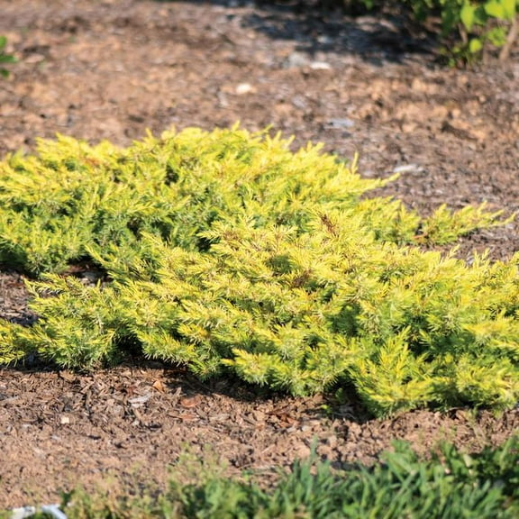 Golden Pacific Creeping Shore Juniper-Evergreen Ground Cover-Vibrant Foliage for Coastal Gardens 3 Gallon