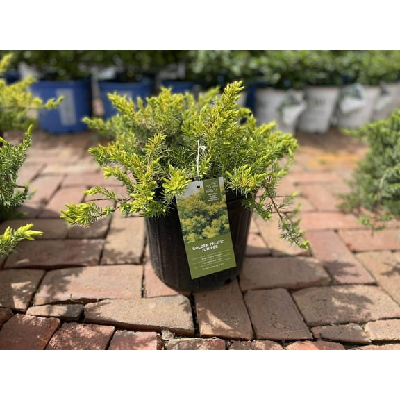 Golden Pacific Creeping Shore JuniperEvergreen GroundcoverVibrant Golden Foliage 1 Gallon