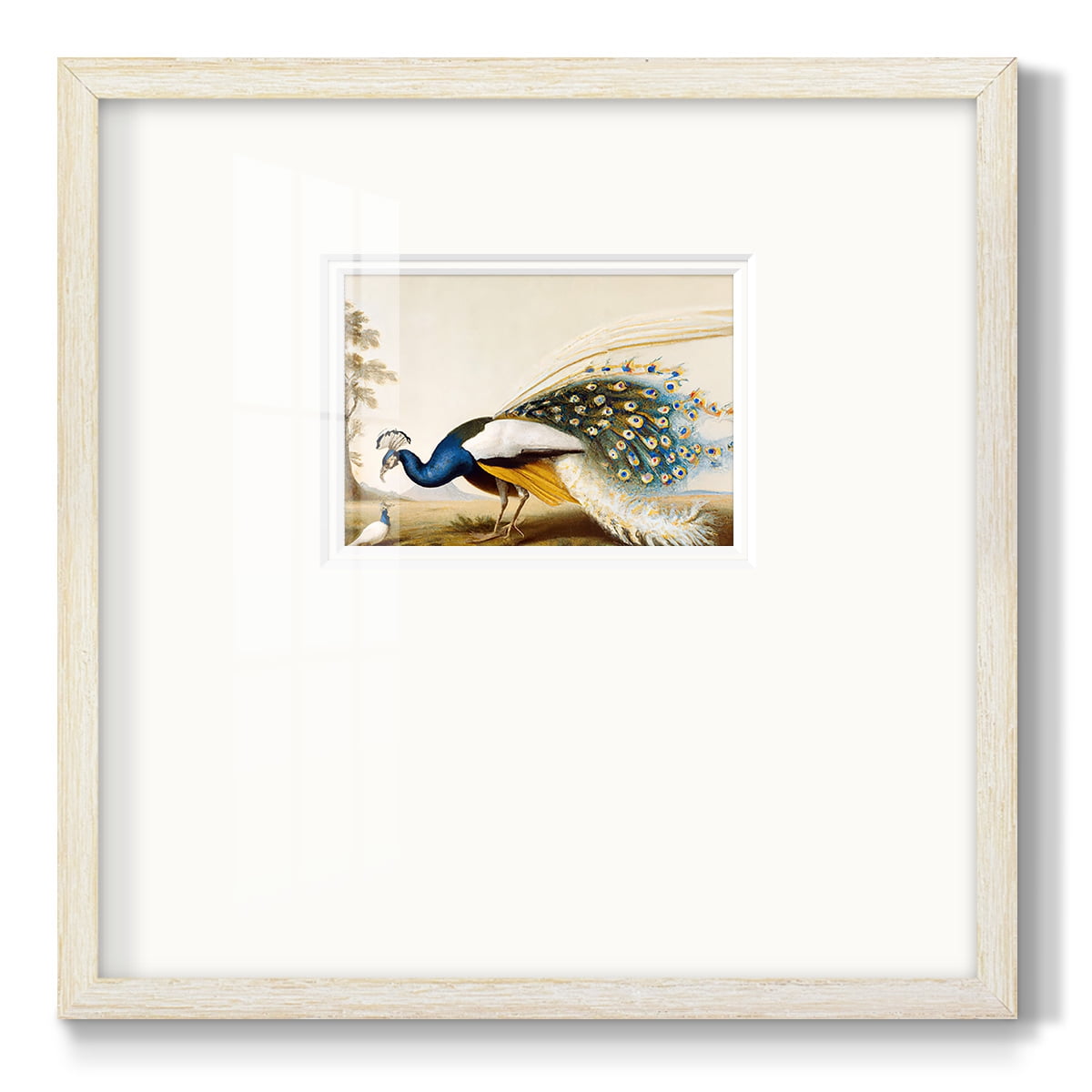 Golden PeacockPremium Framed Print