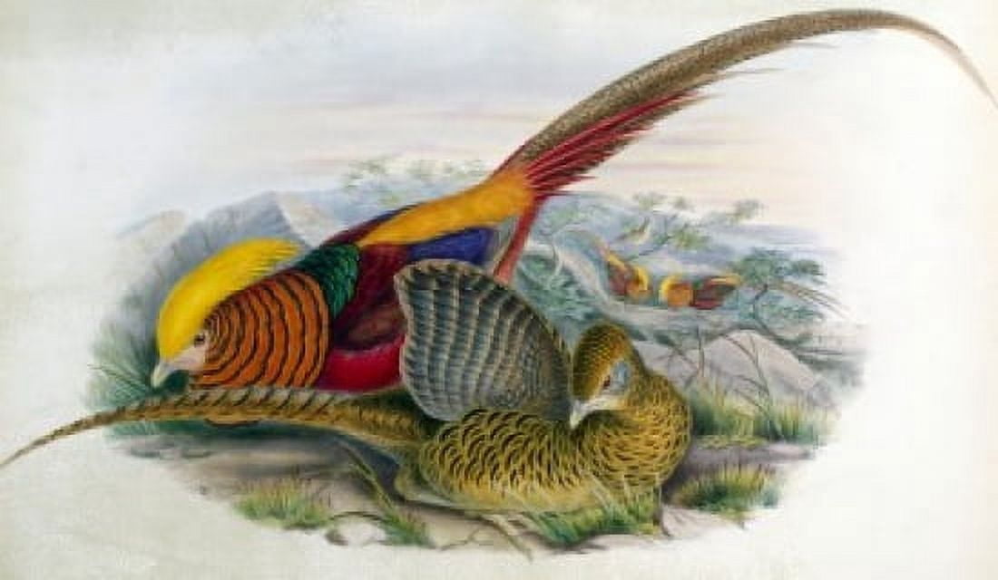 Golden Pheasant John Gould (1804-1881 British) Canvas Art - John Gould (18 x 24)