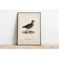 Plover Apps Golden Plover Bird Archival Classic Vintage Nature Poster, Nature ...