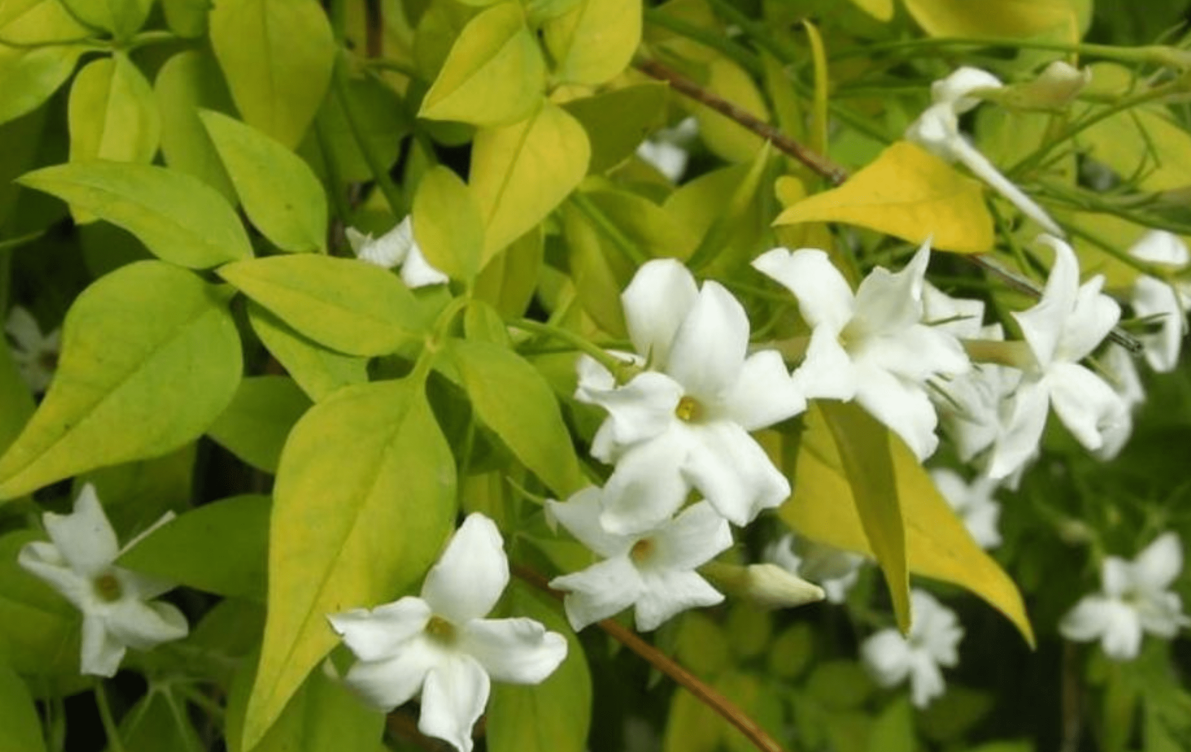 Jasminum officinale 'Fiona Sunrise'