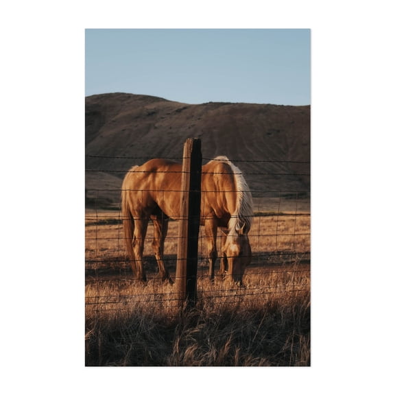 Golden Pony - Springville California Photography Horse Pastoral Rustic Farmhouse Rural Countryside Wildlife Unframed Wall Art Print 4 x 6 inches