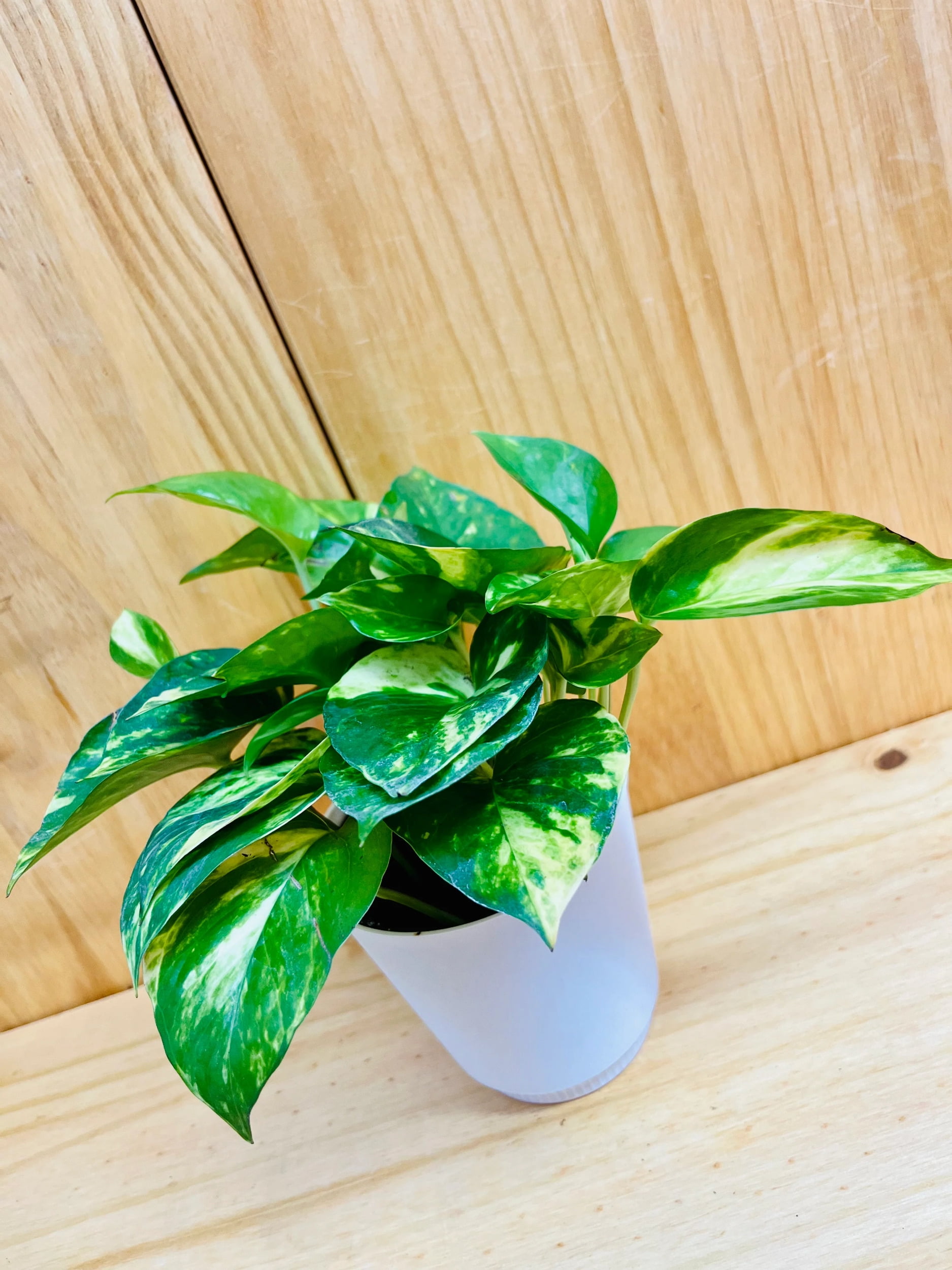 peace lily plant where to buy Sensation Peace Lily – Pike Nursery