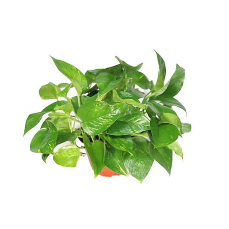 Golden Pothos - 6'' from California Tropicals