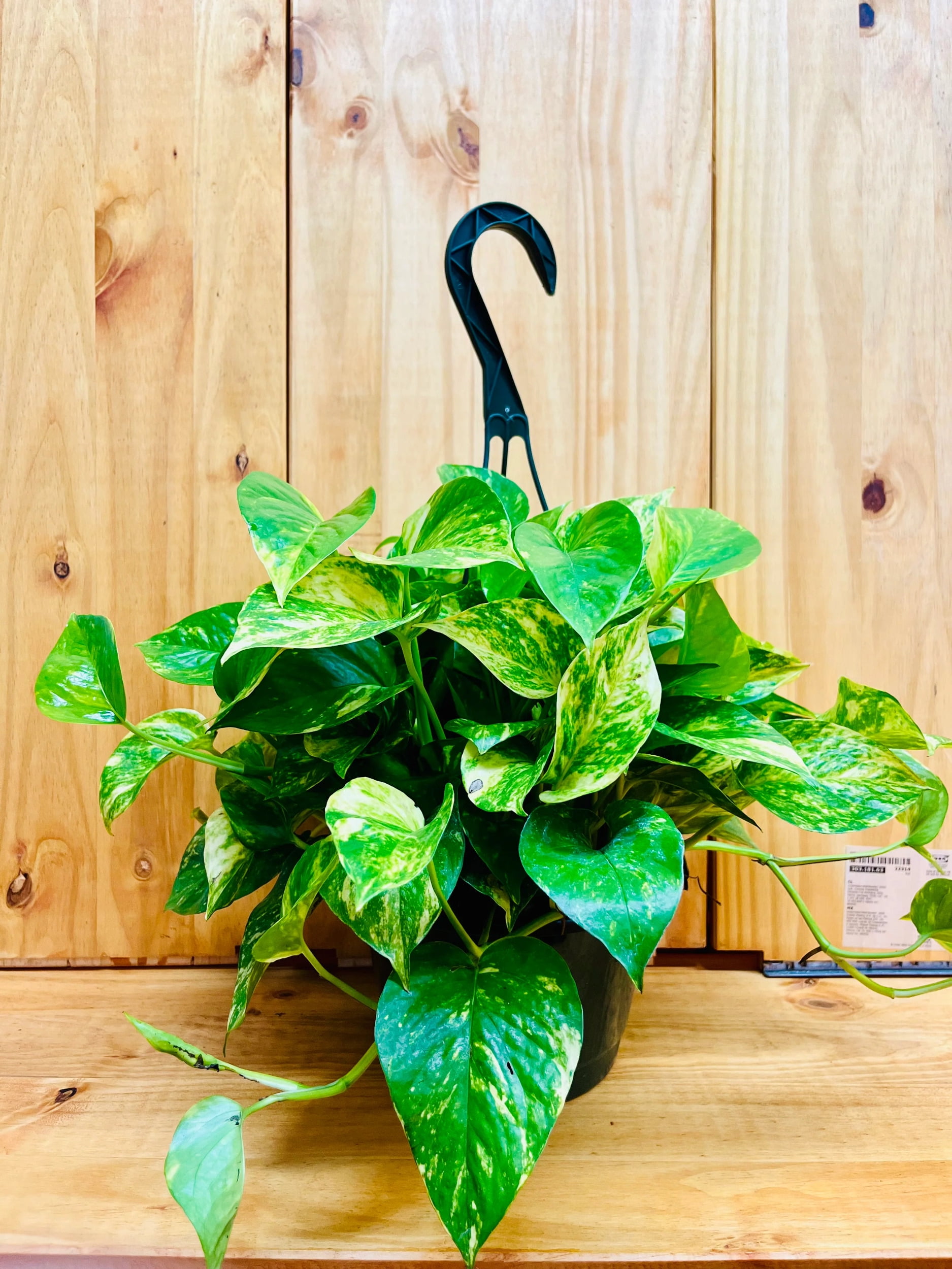 Golden Pothos 8 Hanging Basket