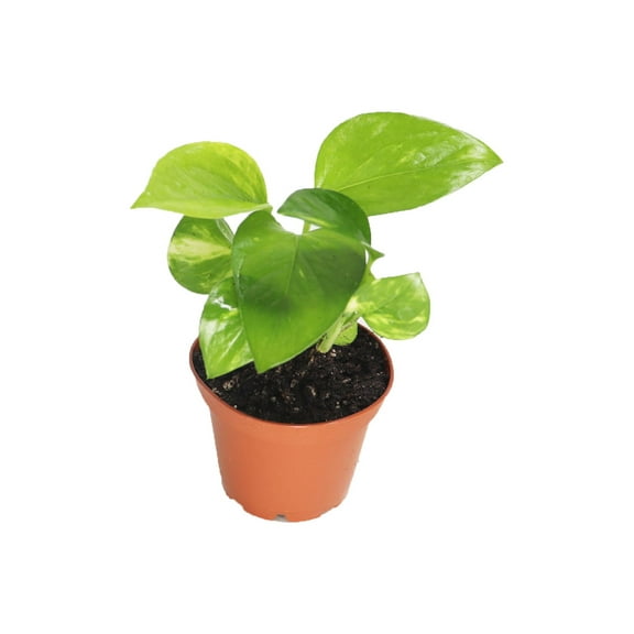 Golden Pothos (Epipremnum Aureum) - 2'' from California Tropicals