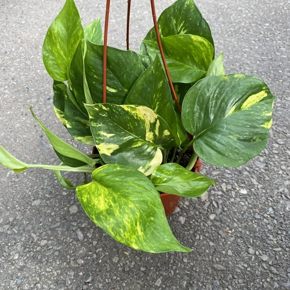 Golden Pothos-Epipremnum aureum 'Golden'-Easy Care Indoor Plant 6" Pot