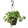 thumbnail image 1 of Golden Pothos Hanging Basket - Live Plant in an 8 Inch Hanging Basket - Epipremnum Aureum - Stunning Houseplant with Unique Foliage - The Perfect Air Purifying Houseplant Companion, 1 of 6