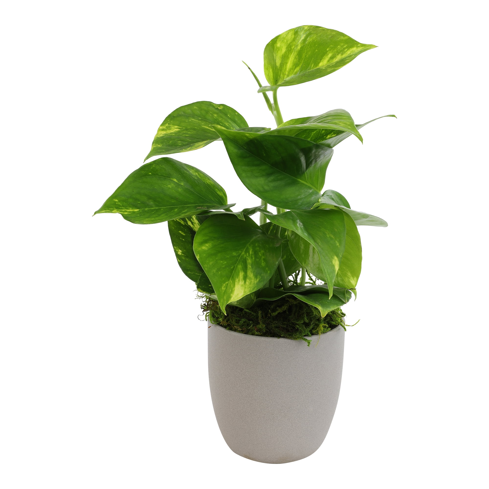 Golden Pothos in Brown Ceramic Planter, 4.25-Inch