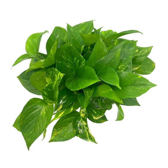 Golden Pothos, Variegated 6 inch Pothos, Very Full, Epipremnum aureum, Devil's Ivy