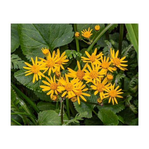 Golden Ragwort in Bloom in Pennsylvania - Pennsylvania Photography Flowers Floral Nature Botanical Garden Summer Scenic Unframed Wall Art Print 22 x 28 inches