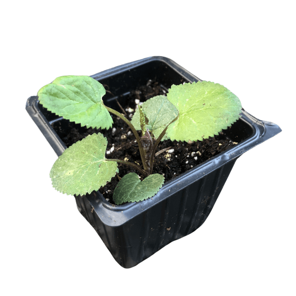 Golden Ragwort (Packera aurea) Organic Plant in 2.5-Inch Pot by Smoke Camp Crafts - Spring Pollinator Plant - Golden Groundsel