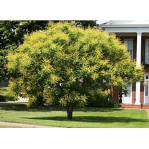 Golden Rain Tree - Live Plant in a 3 Gallon Pot - Koelreuteria Paniculata - Beautiful Flowering Tree for The Patio and Garden