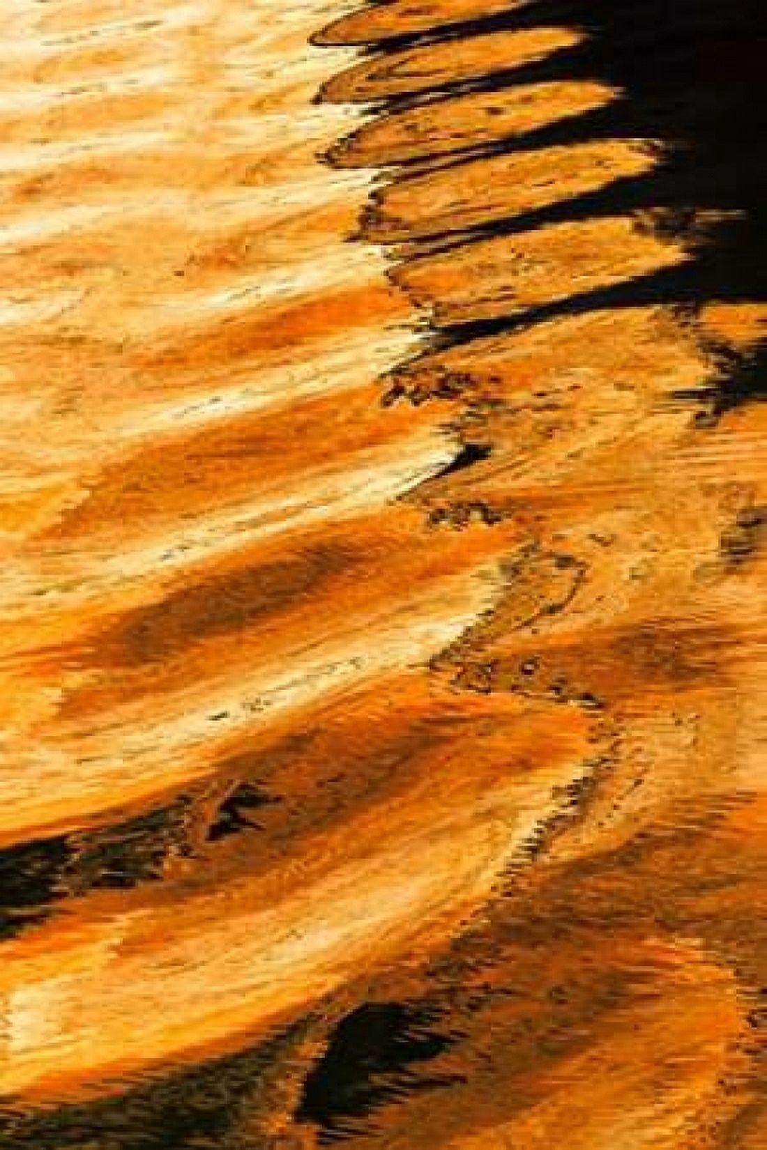 Golden Reflection II Canvas Art - Kathy Mahan (24 x 36)