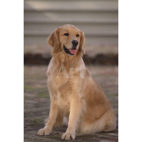 Golden Retriever, Animals Unframed Photographic Print Wall Art by DLILLC Sold by ArtCom