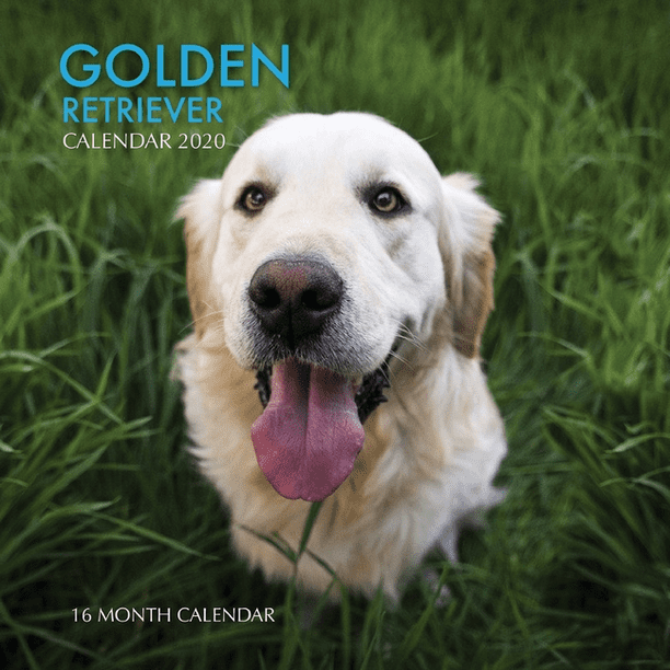 Golden Retriever Calendar 2020 16 Month Calendar Paperback