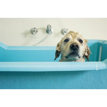 Golden Retriever Dog in Bath Puppy Posters For Wall Funny Dog Wall Art Dog Wall Decor Puppy Posters For Kids Bedroom Animal Wall Poster Cute Animal Posters Cool Wall Art Print Poster 12x18