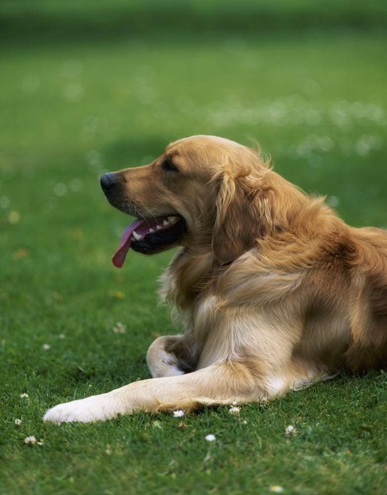 Golden Retriever Dog Laying In The Grass Canvas Art - The Irish Image Collection Design Pics (13 x 17)