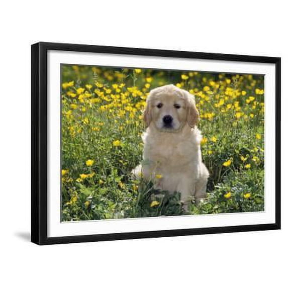 Golden Retriever Dog Puppy in Buttercups, Framed Art Print Wall Art Sold by ArtCom