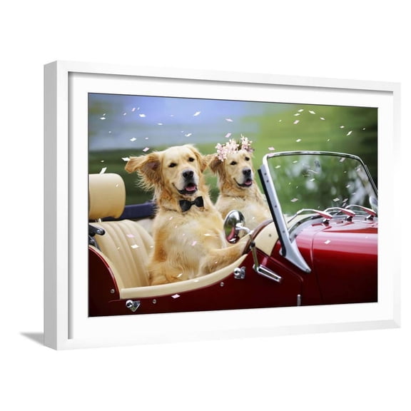 Golden Retriever Dog Wedding Couple in Car with Confetti, Animals Figurative Transportation Framed Art Print Wall Art Sold by ArtCom