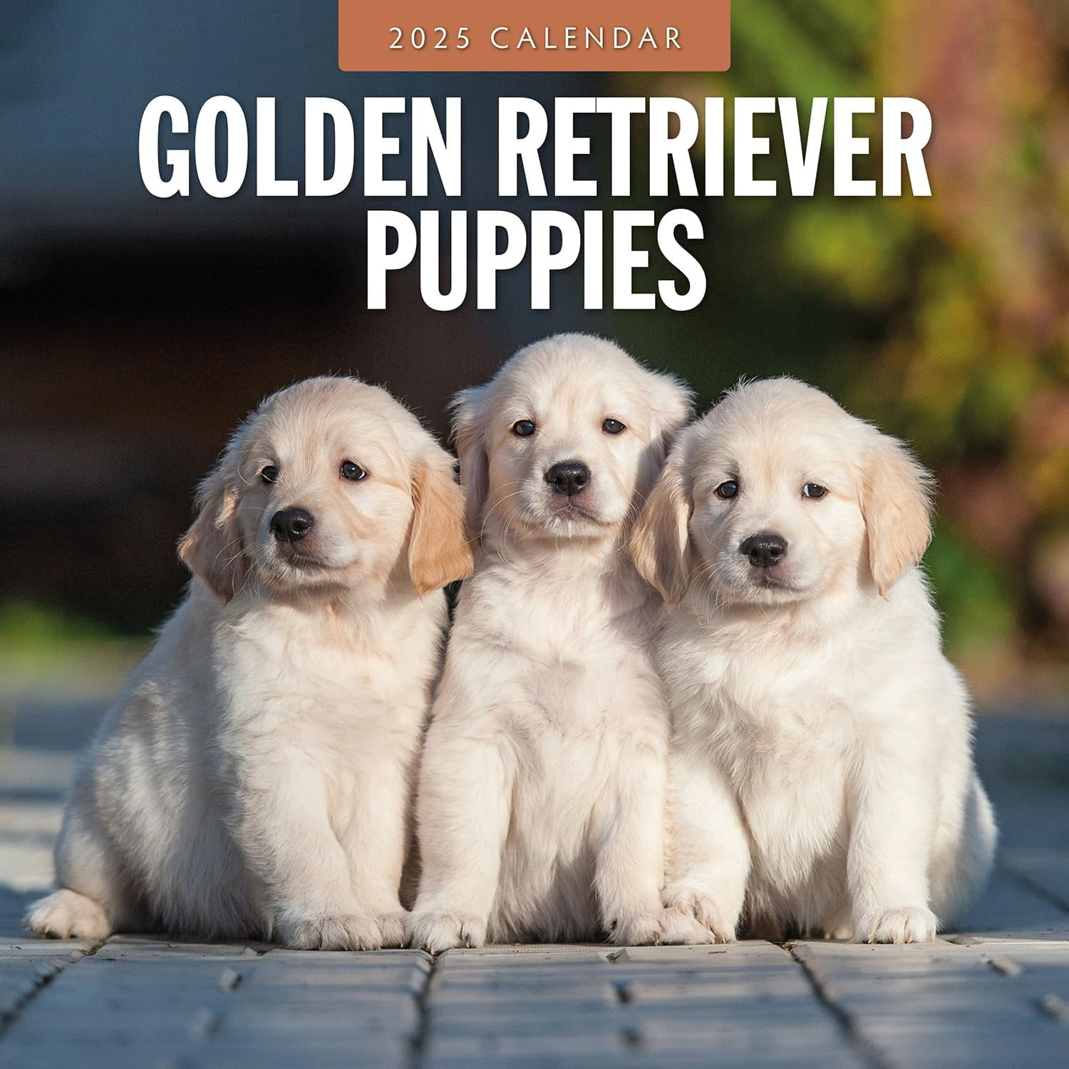 Golden Retriever Puppies 2025 Square Wall Calendar Walmart Com Golden Retriever Puppies 2025 Square Wall Calendar 7644a6cd 8a0b 4dcd A63d
