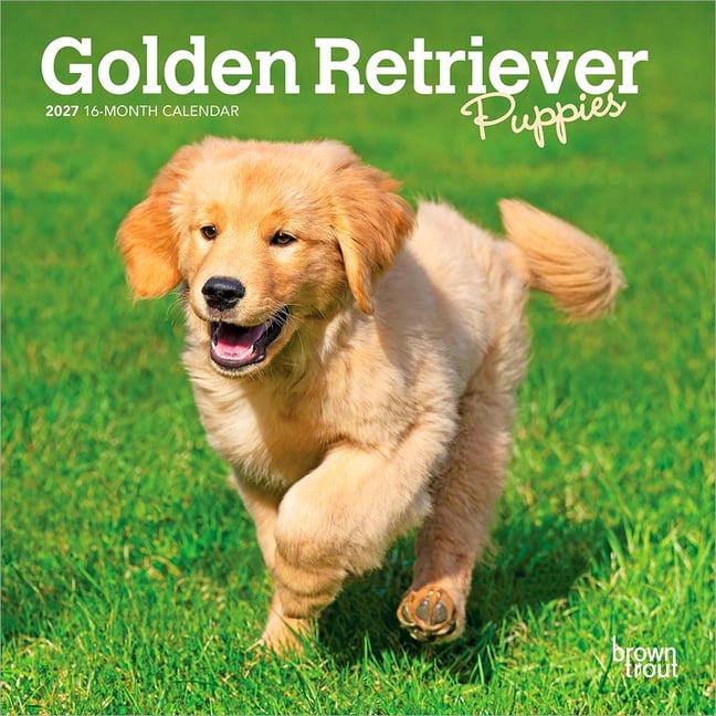 BrownTrout Dog Wall Calendars in Wall Calendars - Walmart.com