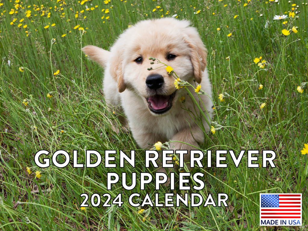 Golden Retriever Puppy Dog Lovers Gift 2024 Wall Calendar Golden