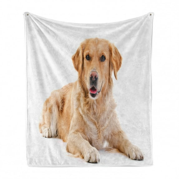 Golden Retriever Soft Flannel Fleece Throw Blanket, Young Pedigree Puppy Laying over White Background Baby Dog, Cozy Plush for Indoor and Outdoor Use, 50" x 60", Sand Brown White, by Ambesonne