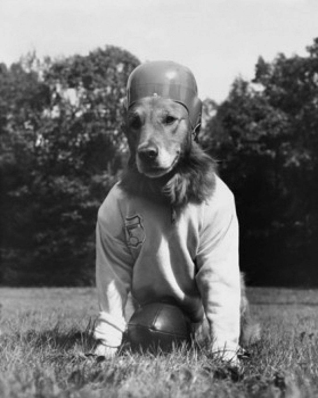 Golden Retriever dressed in football uniform Canvas Art - (18 x 24)