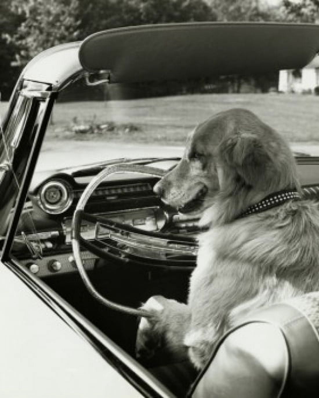 Golden Retriever driving a convertible car Canvas Art - (18 x 24)