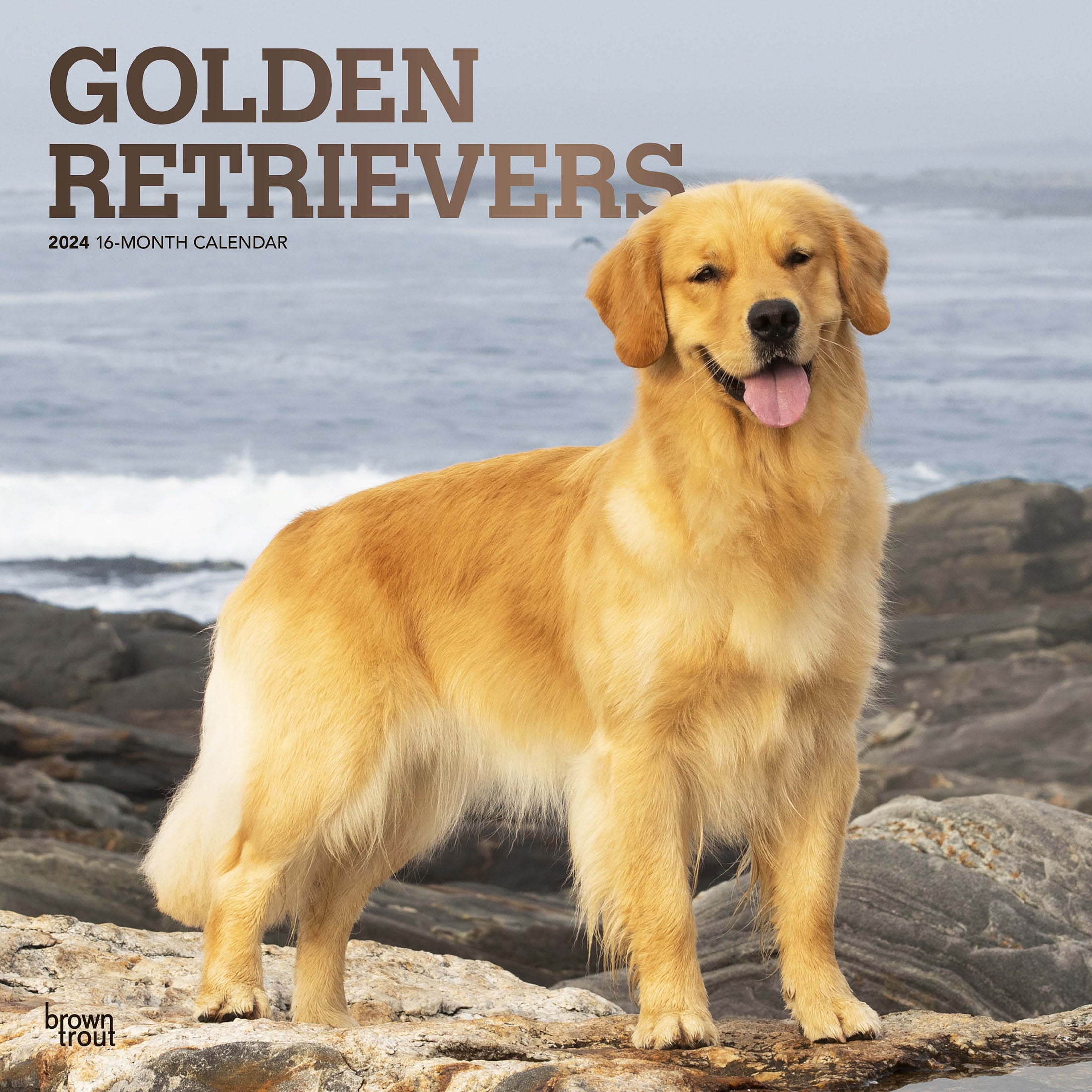 Golden Retrievers 2024 12x24 Hanging Wall Calendar BrownTrout   Golden Retrievers 2024 12x24 Hanging Wall Calendar BrownTrout 1d323db5 D0cb 483f Adf7 E054d09857f6.548b269e2f7017e0c0e5370f83b73ad0 