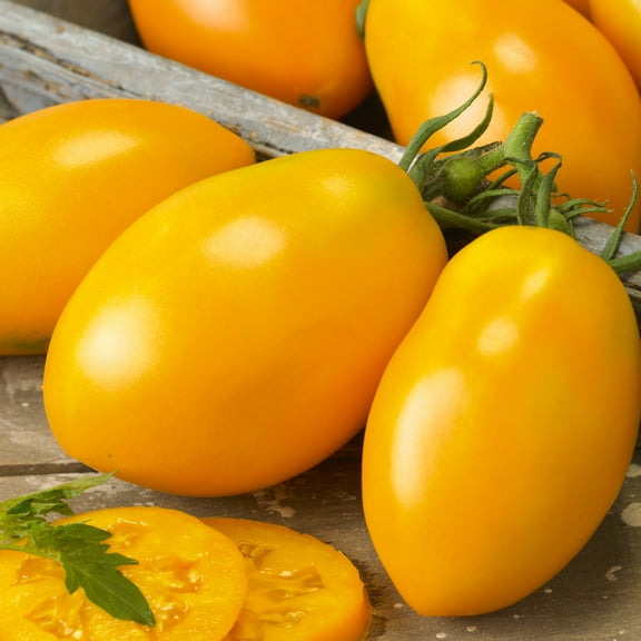 Golden Roma Tomato Seeds - 4 Oz ~27200 Seeds - Non-GMO - Vegetable Garden - Solanum lycopersicum